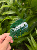 Monstera Clip