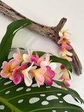 KAUA'I - Full Plumeria