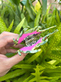 Dragonfruit