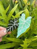 Kalo